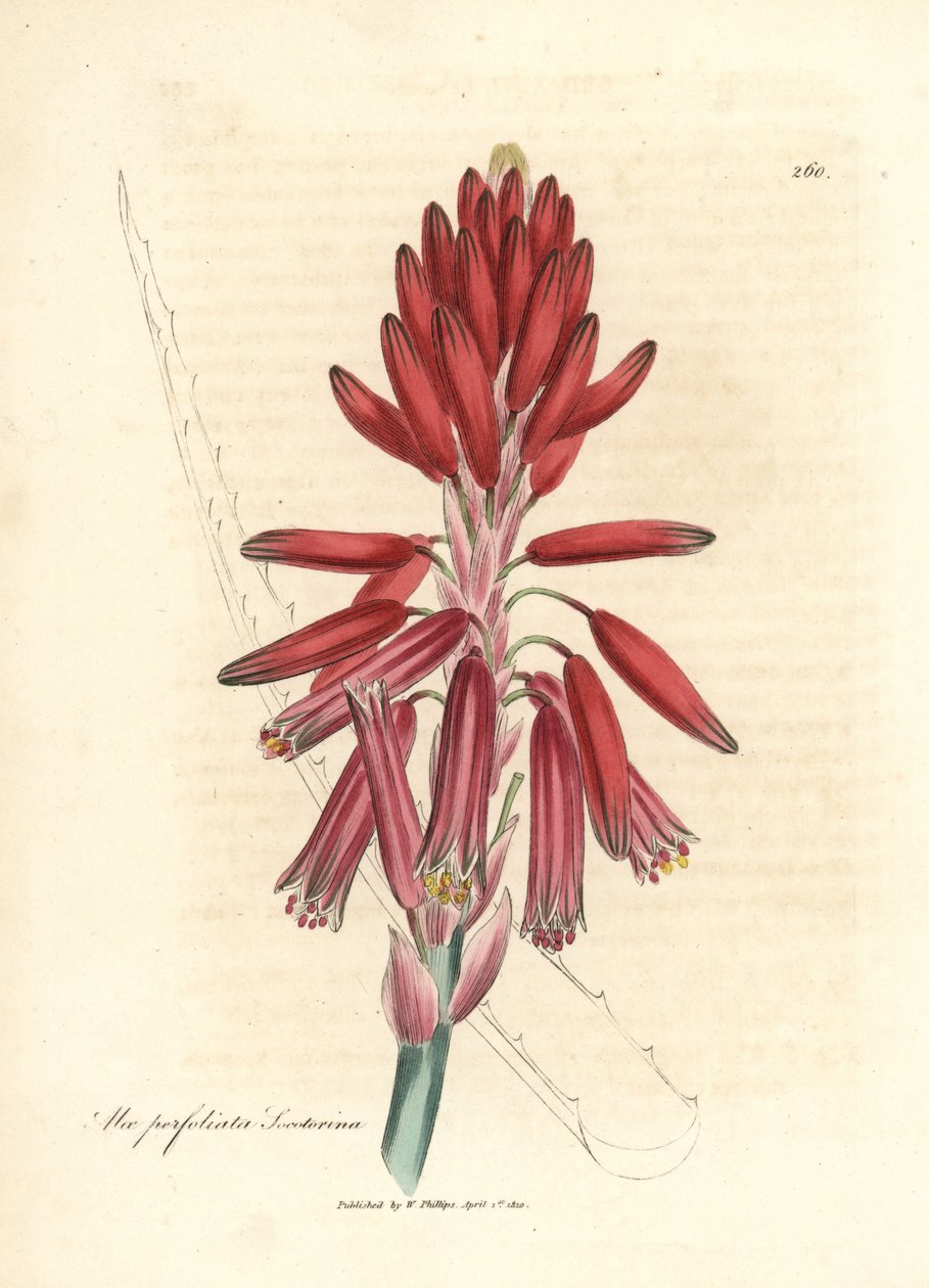 Socotorine aloe, Aloe perfoliata socotorine af James Sowerby