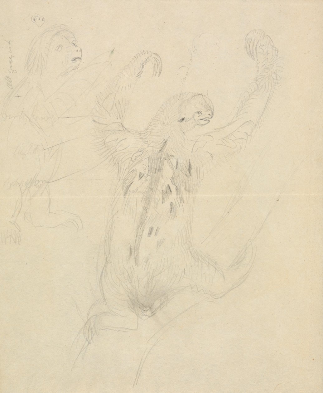 To dovendyr af James Sowerby