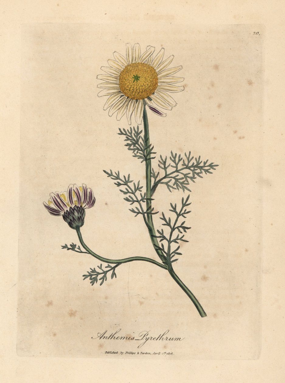 Hvid og gul spansk kamille, Anthemis pyrethrum af James Sowerby