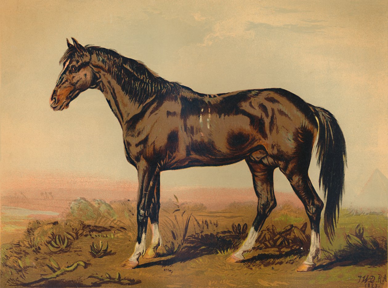 En Dongolahest, c1850, c1879. af James Ward