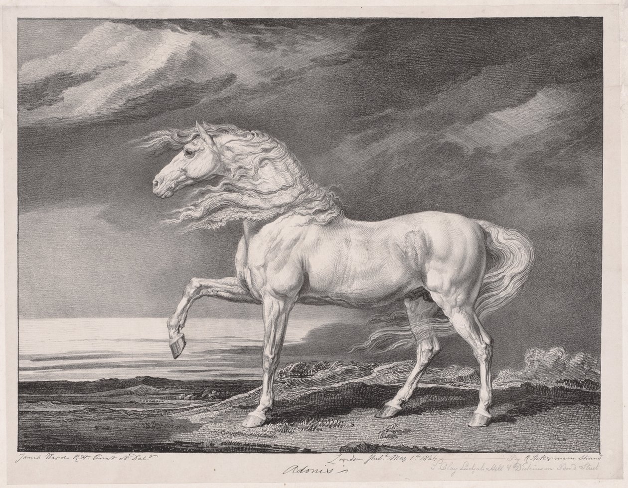 Fjorten fejrede heste: Adonis, 1824. af James Ward