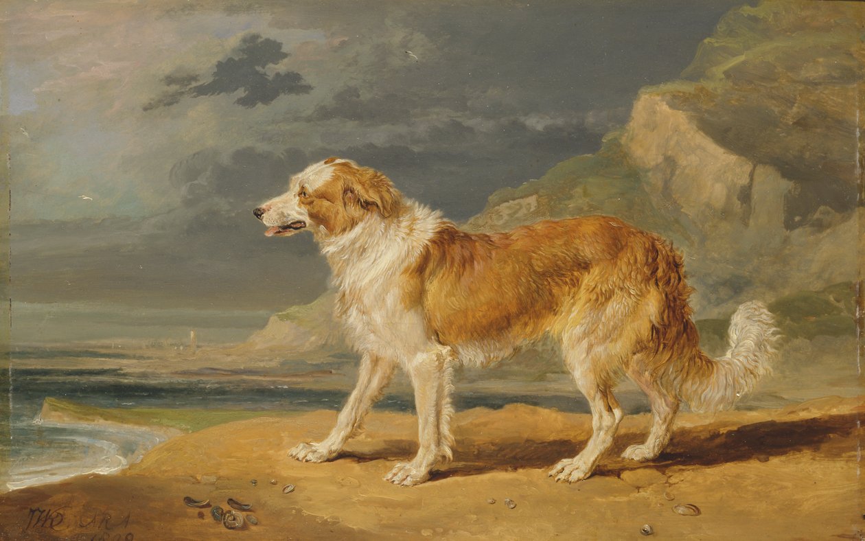 Rucoated Collie af James Ward