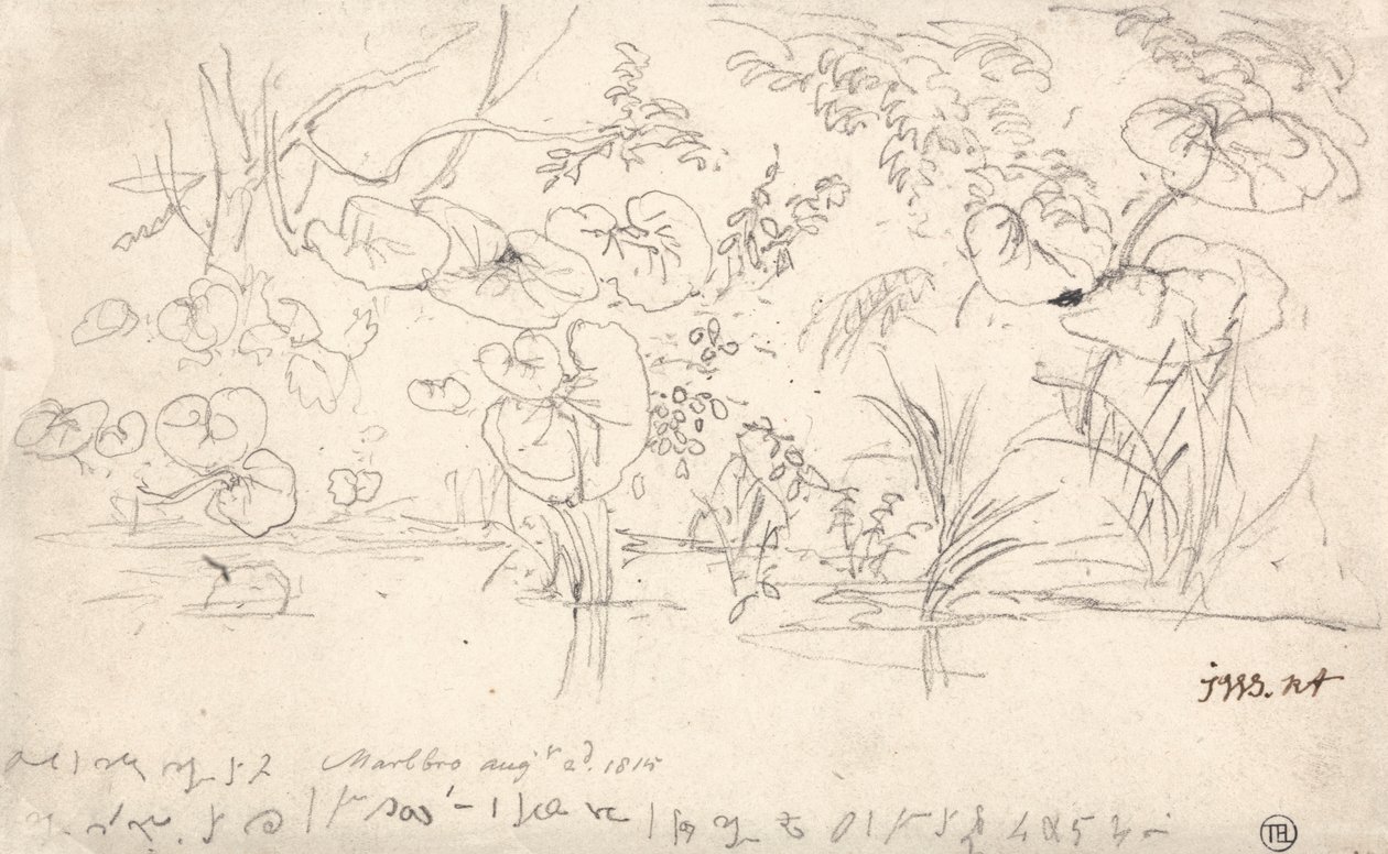 Studier af planter, 2. august 1815 af James Ward