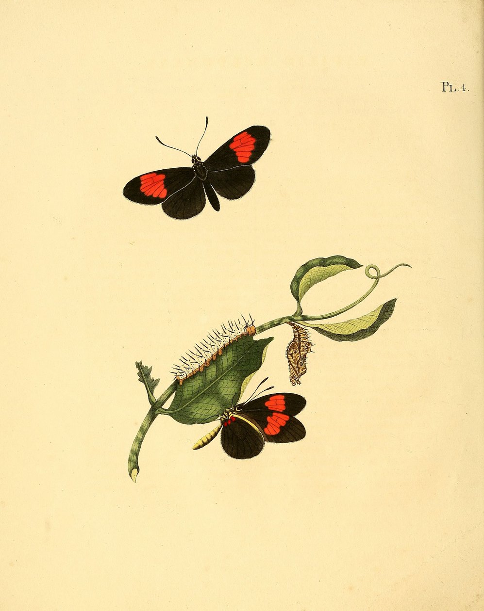 Heliconius melpomene af Jan Christiaen Sepp
