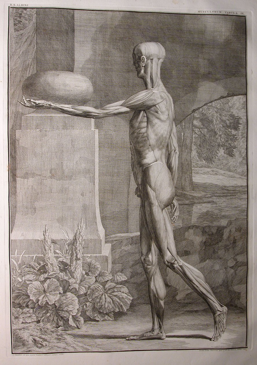 Albinus I, Pl. IX: Muskulatur, illustration fra 