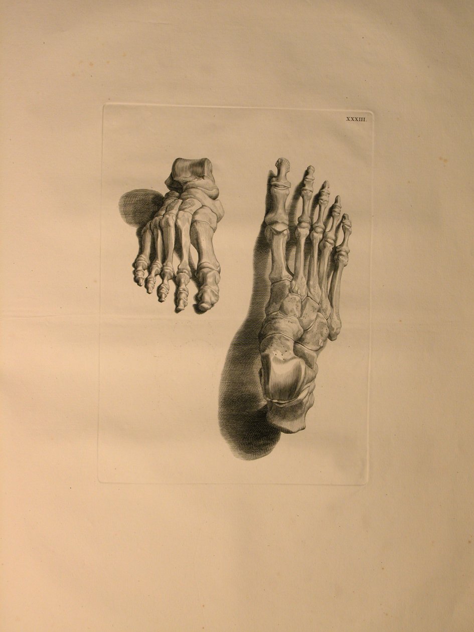 Albinus II, Pl. 33: Skelet af en fod, illustration fra 