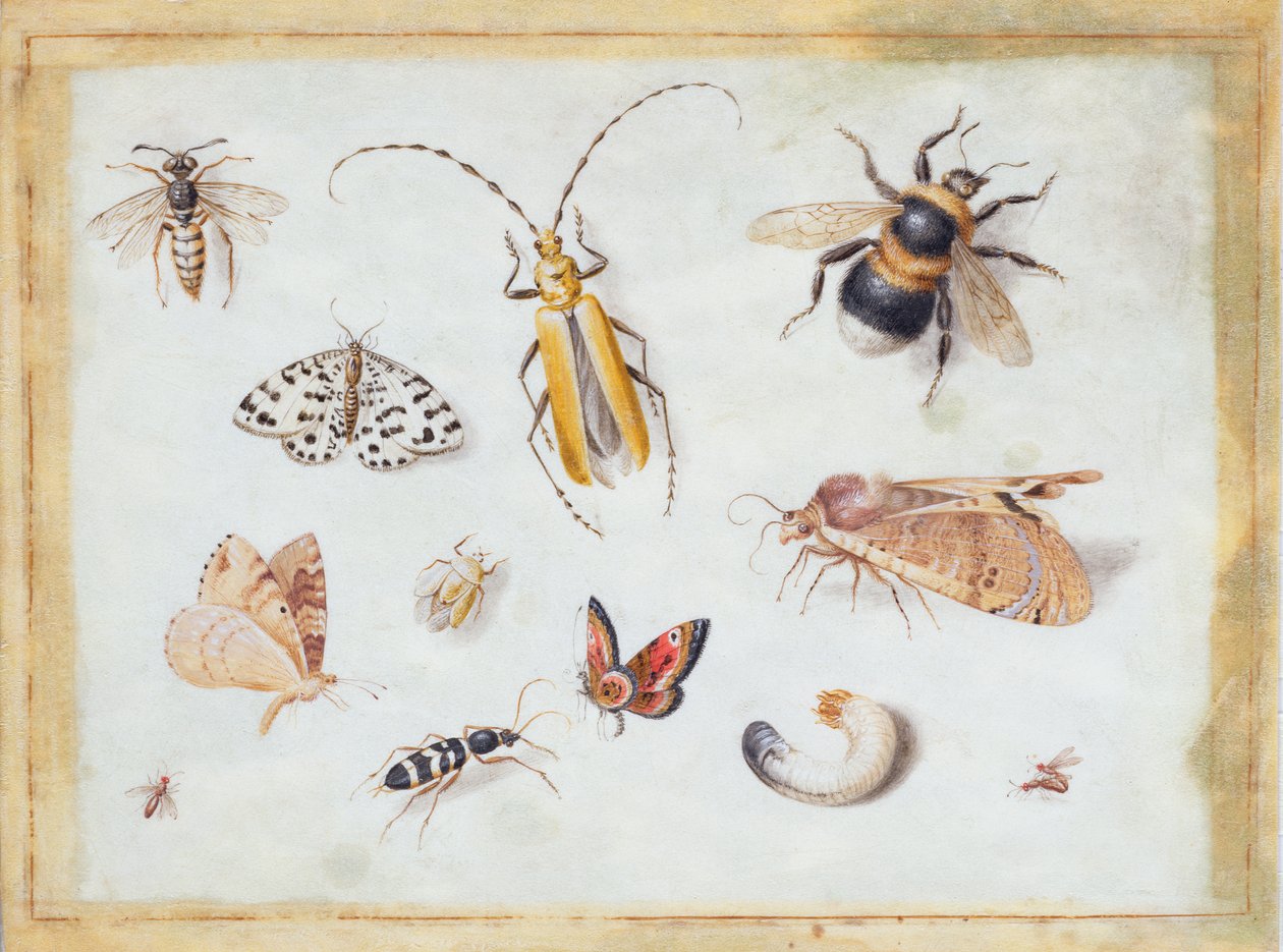 En undersøgelse af sommerfugle og andre insekter (gouache på vellum) af Jan van Kessel the Elder