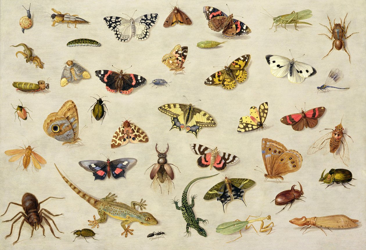 En undersøgelse af insekter (olie på kobber) af Jan van Kessel the Elder