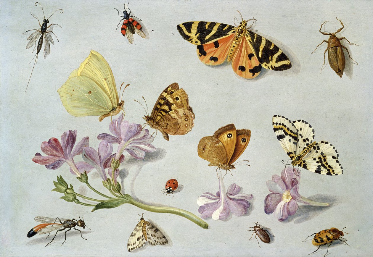 Sommerfugle, møl og andre insekter med en kvist af periwinkle (olie på kobber) af Jan van Kessel the Elder