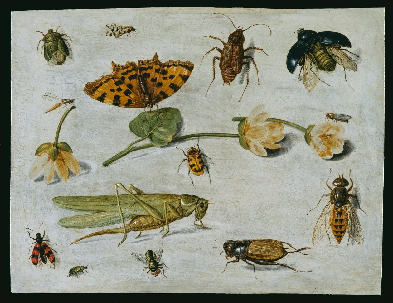Insekter (olie på kobber) af Jan van Kessel the Elder