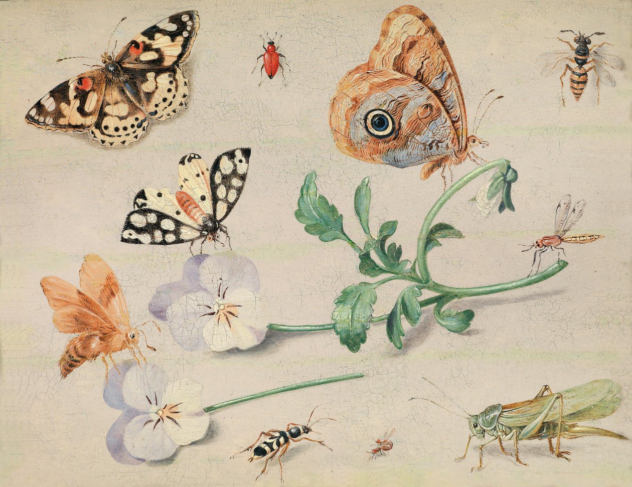Undersøgelse af insekter og blomster af Jan van Kessel the Elder