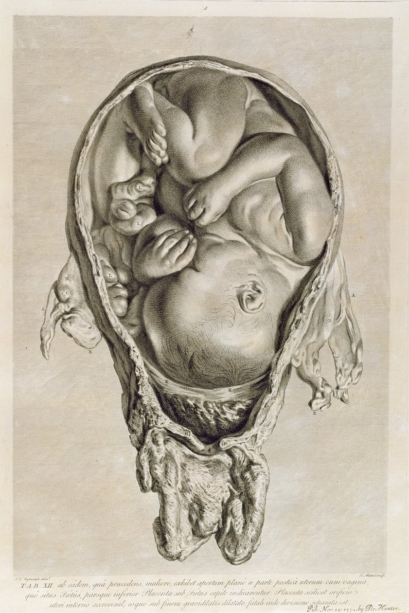Anatomisk tegning af et foster i livmoderen, indgraveret af Francois Simon Ravenet (1706-74) pub. 1774 af Jan van Rymsdyk