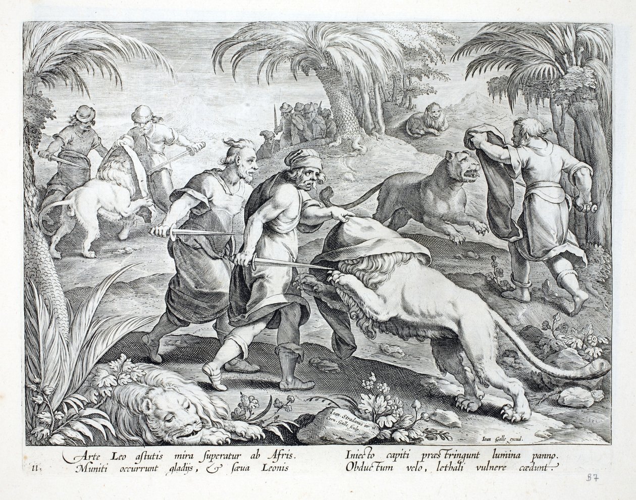 Afrikanere jager løver ved at dække deres hoveder og derefter gennembore dem med et dødeligt sår, illustration fra 