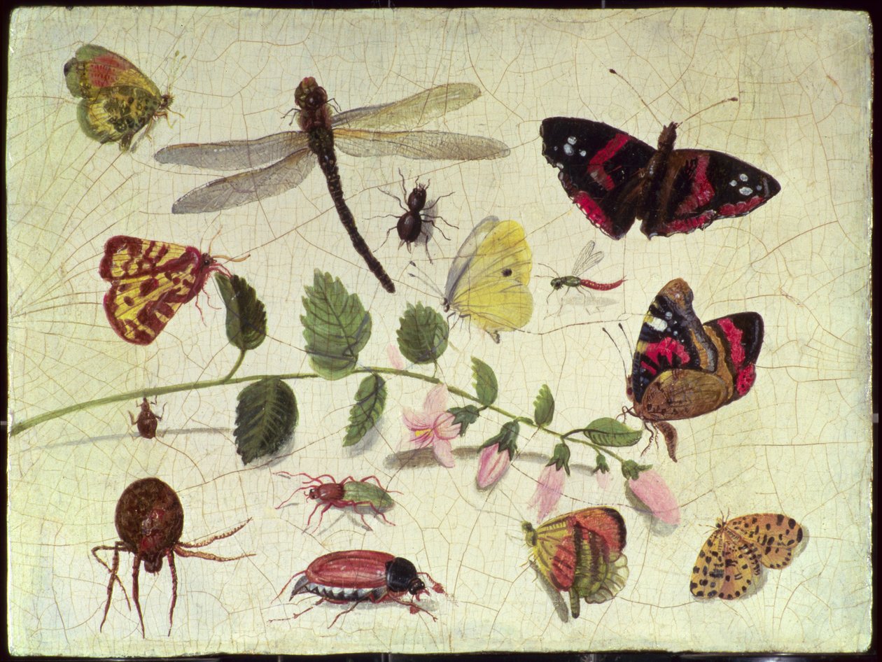 Sommerfugle, insekter og blomster (panel) af Jan van Kessel the Elder