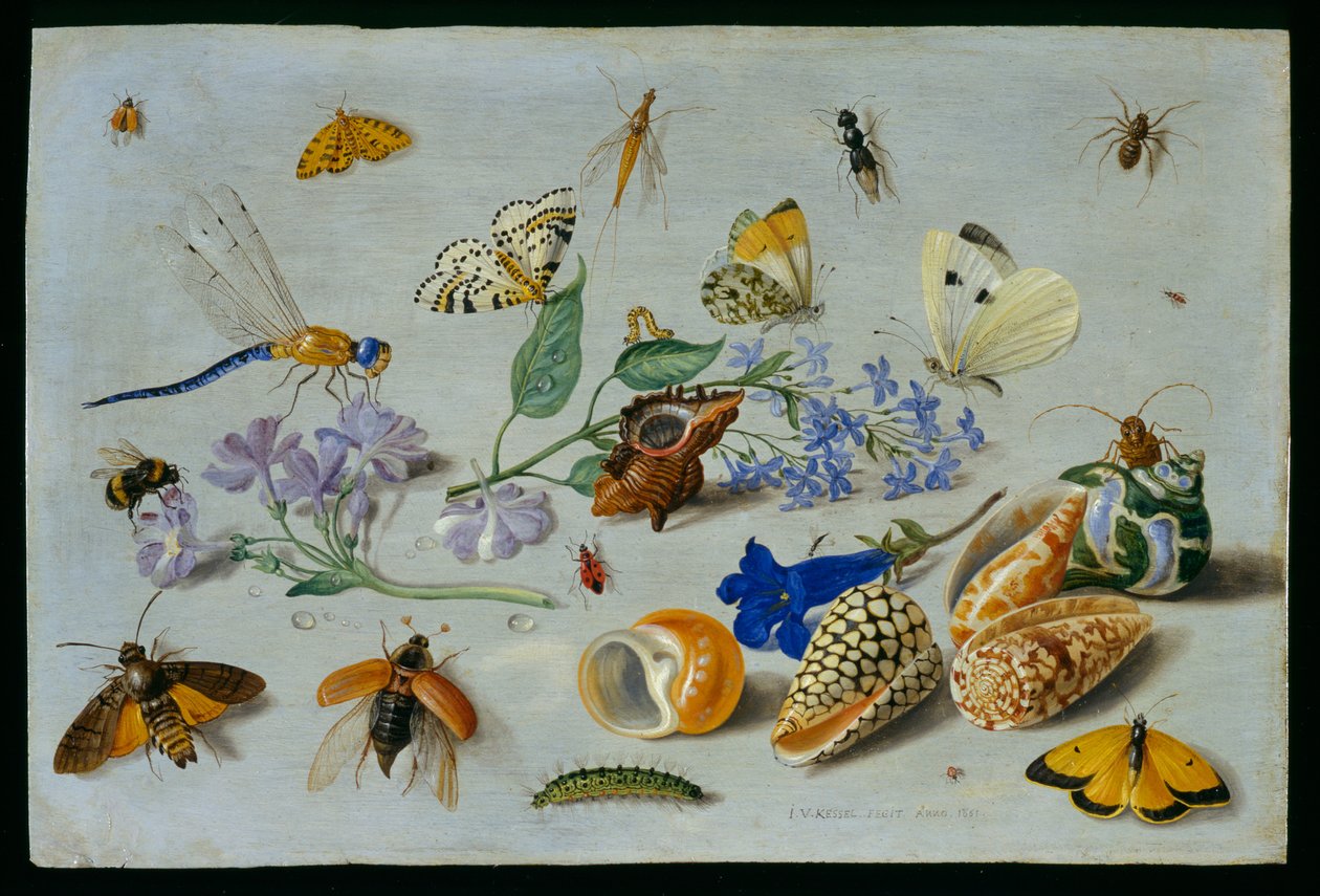 Sommerfugle og andre insekter, 1661 (olie på kobber) af Jan van Kessel the Elder