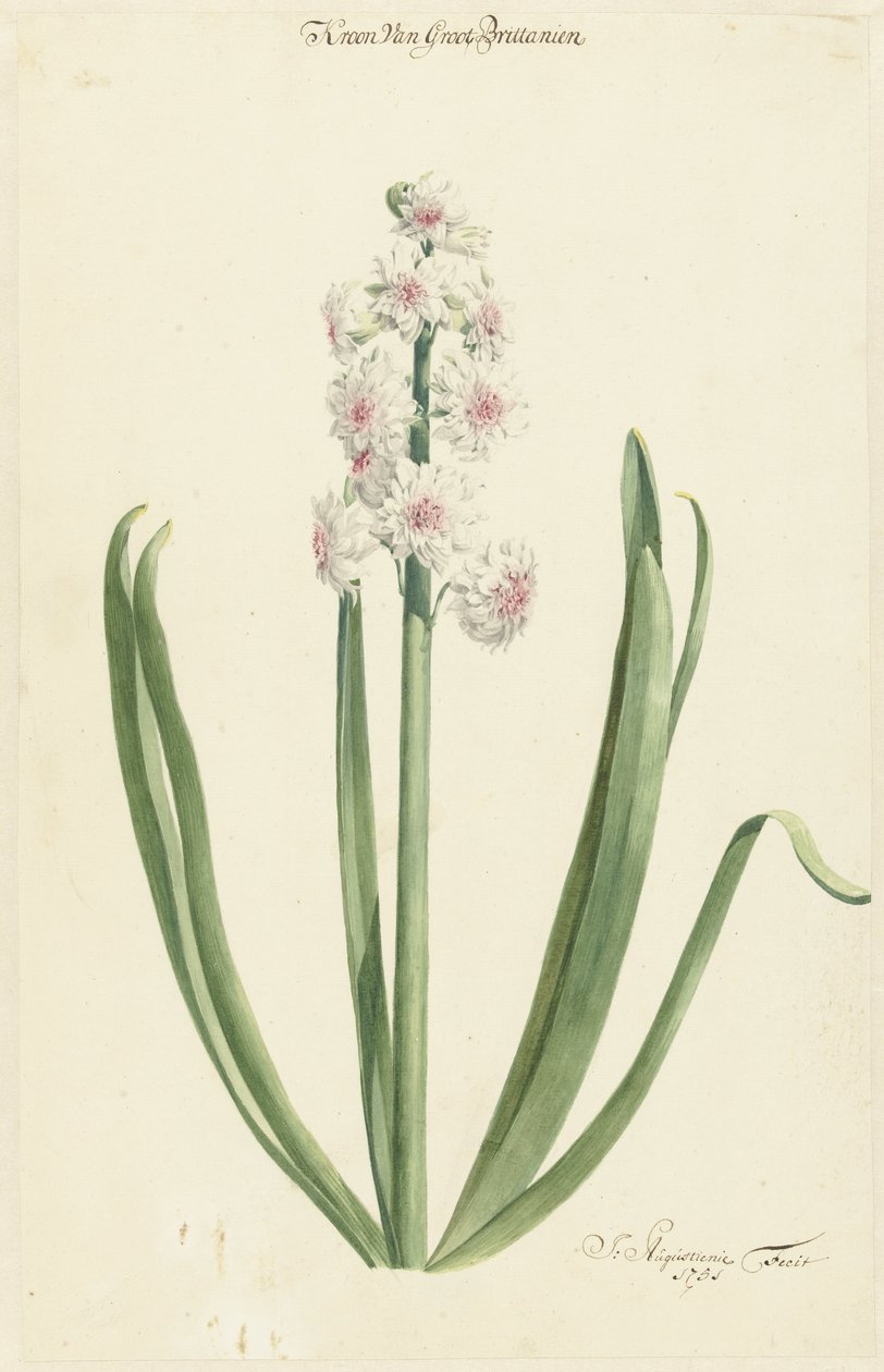 The Pink White Hyacinth Crown of Great Britain af Jan Augustini
