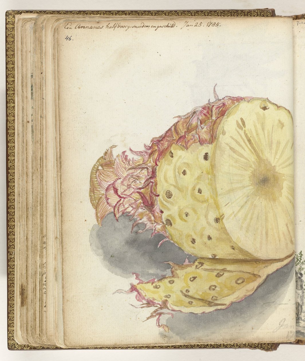 Ananas af Jan Brandes