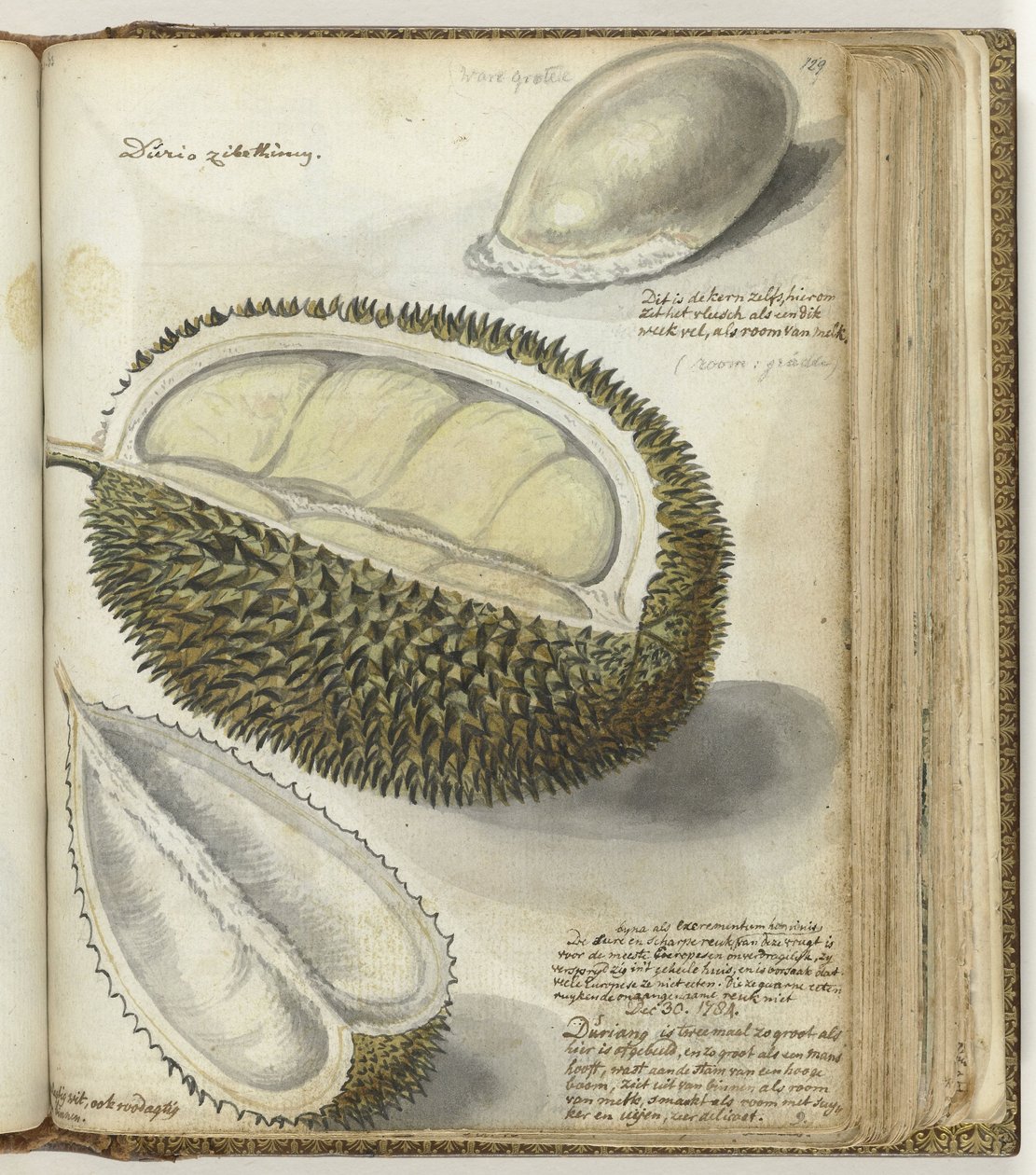 Durian af Jan Brandes