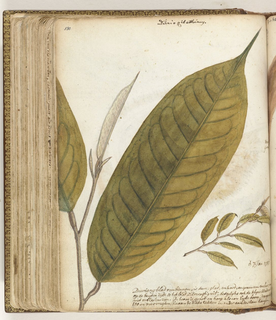 Durianblad af Jan Brandes
