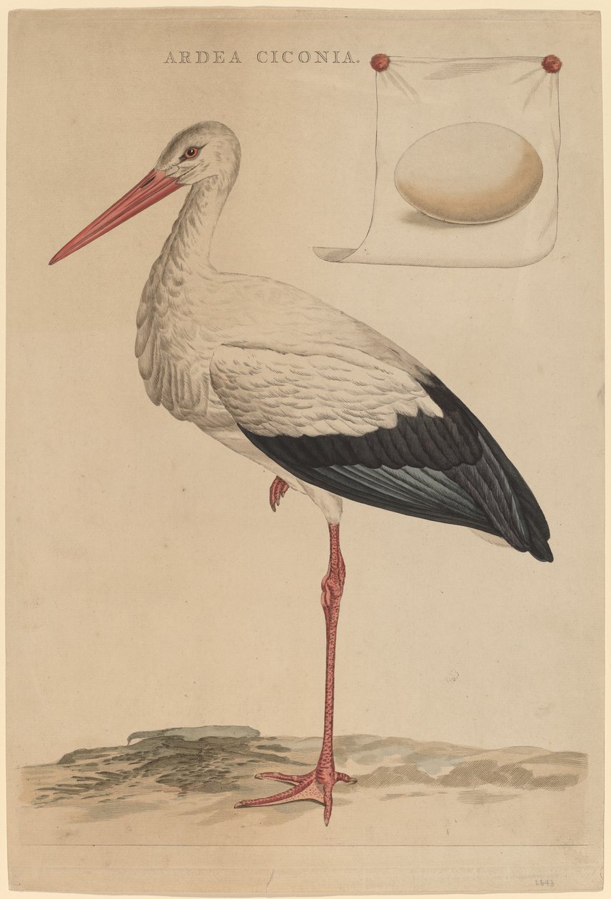 Den Hvide Stork af Jan Christiaan Sepp
