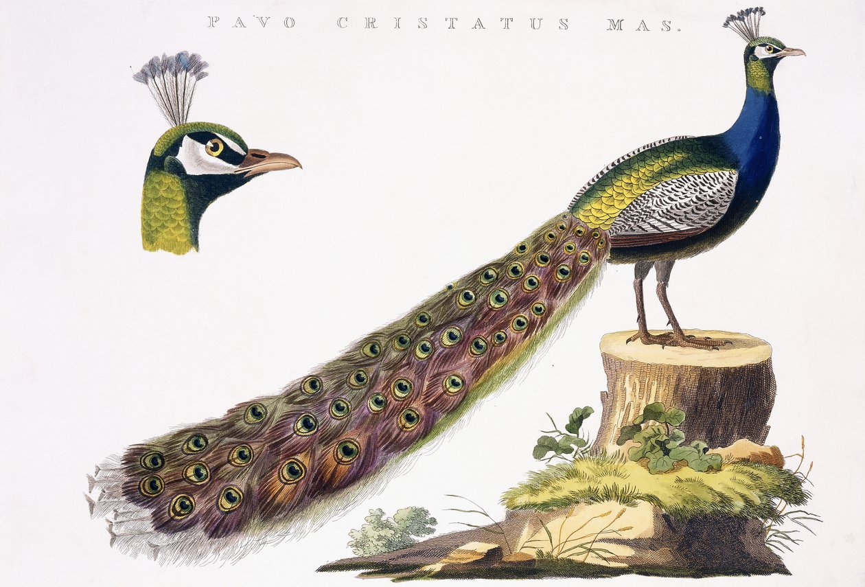 Peafowl, ca. 1809-1829 af Jan Christiaen Sepp
