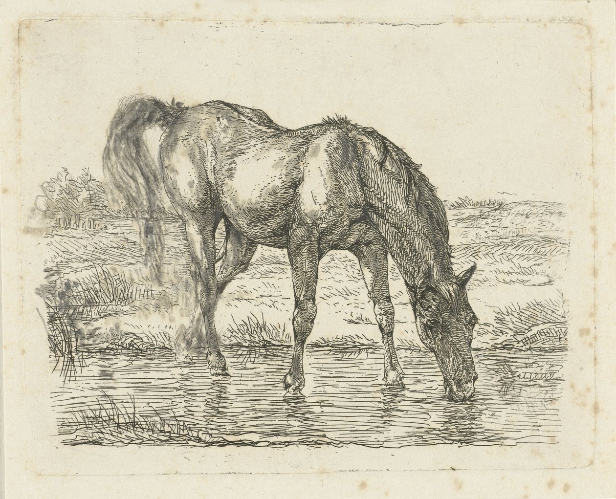 Drikkehest af Jan Dasveldt