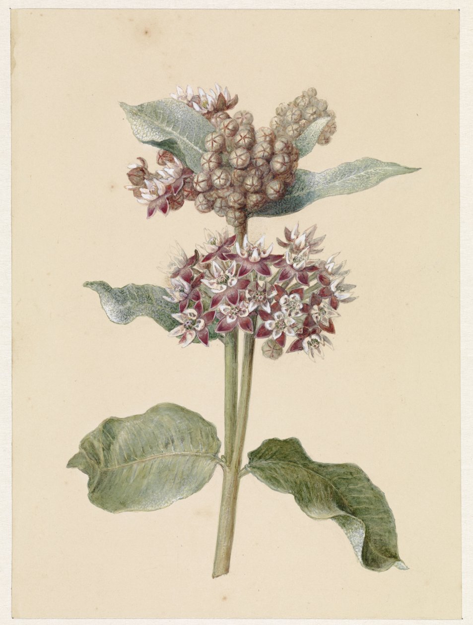 Blomstrende Asclepias arter af Jan Jacob Goteling Vinnis