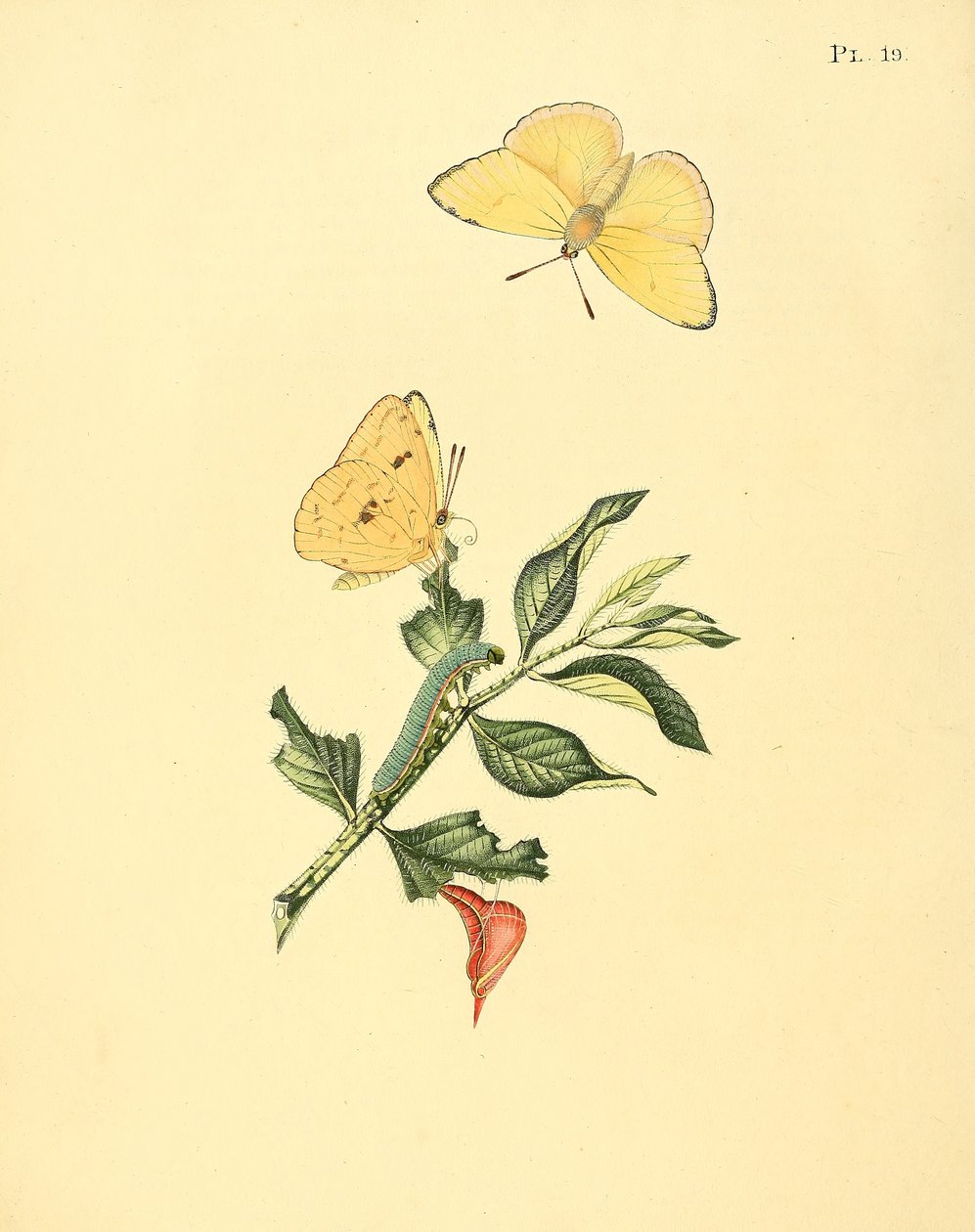 Phoebus senna (som syn. Papilio hyperici) af Jan Sepp