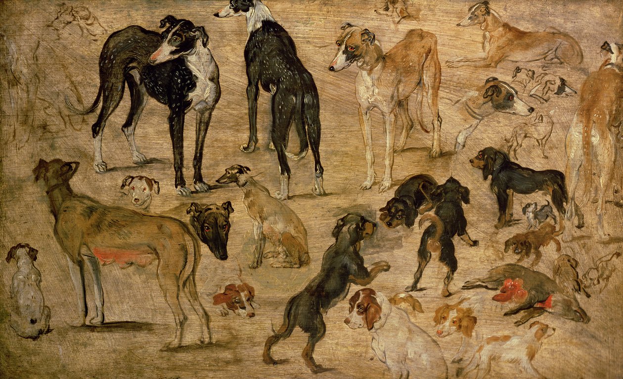Study of Hounds, 1616 af Jan the Elder Brueghel