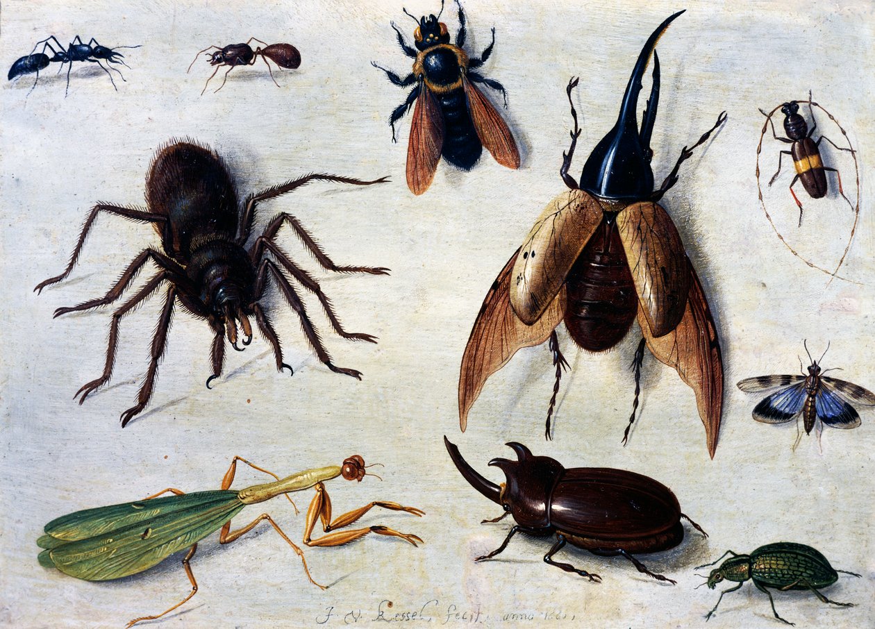 Insekter af Jan van the Elder Kessel