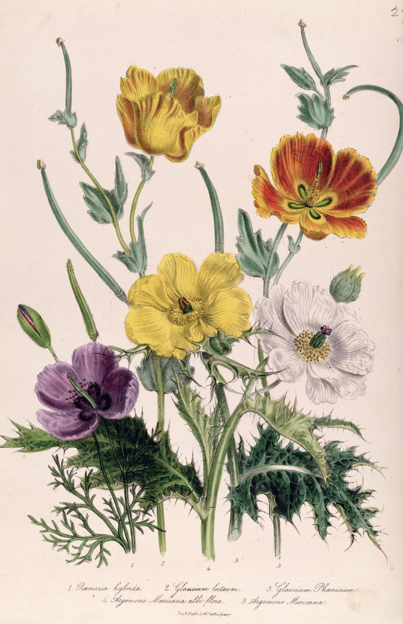 Valmuer og anemoner, plade 5 fra 