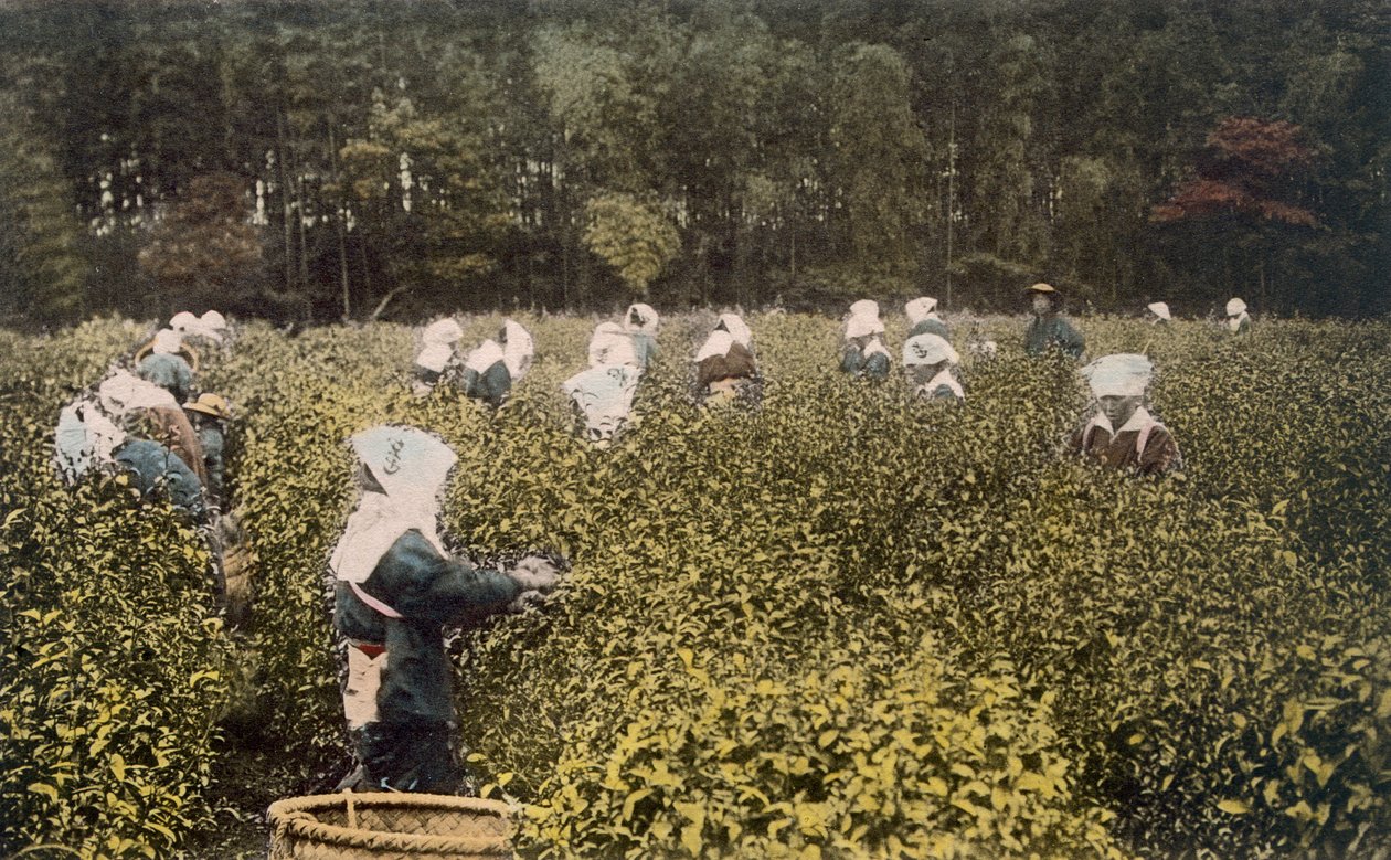 Kvinder plukker te, med mandlig opsynsmand, 1890