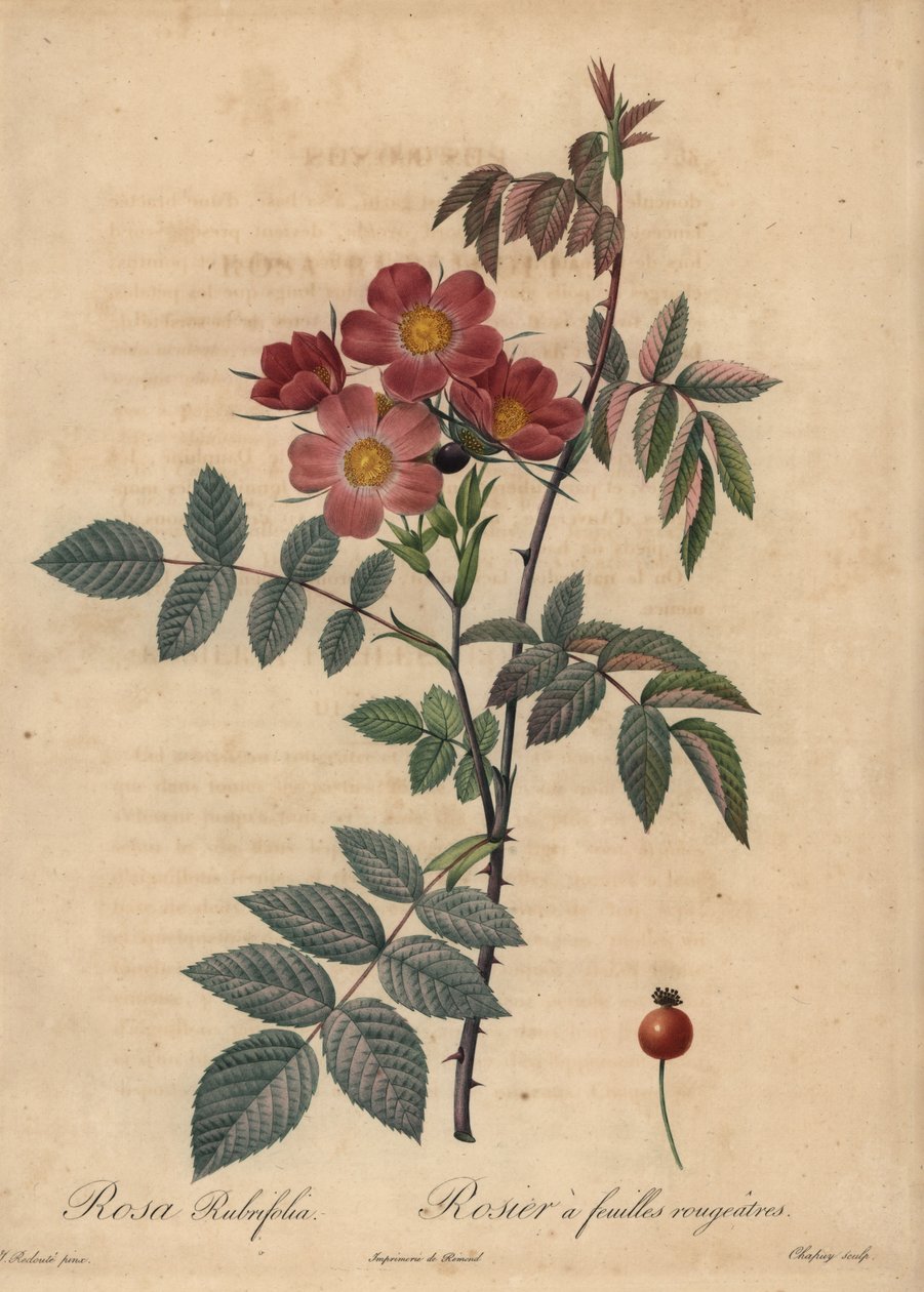 Rødbladsrose, Rosa glauca. af Jean Baptiste Chapuy