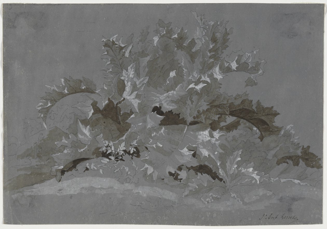 Studie af ukrudt, 1800-1850. af Jean Antoine Linck