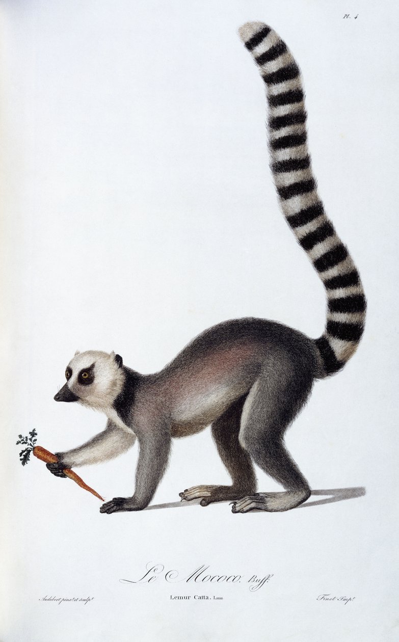En lemur, ca. 1798-99 af Jean Baptiste Audebert