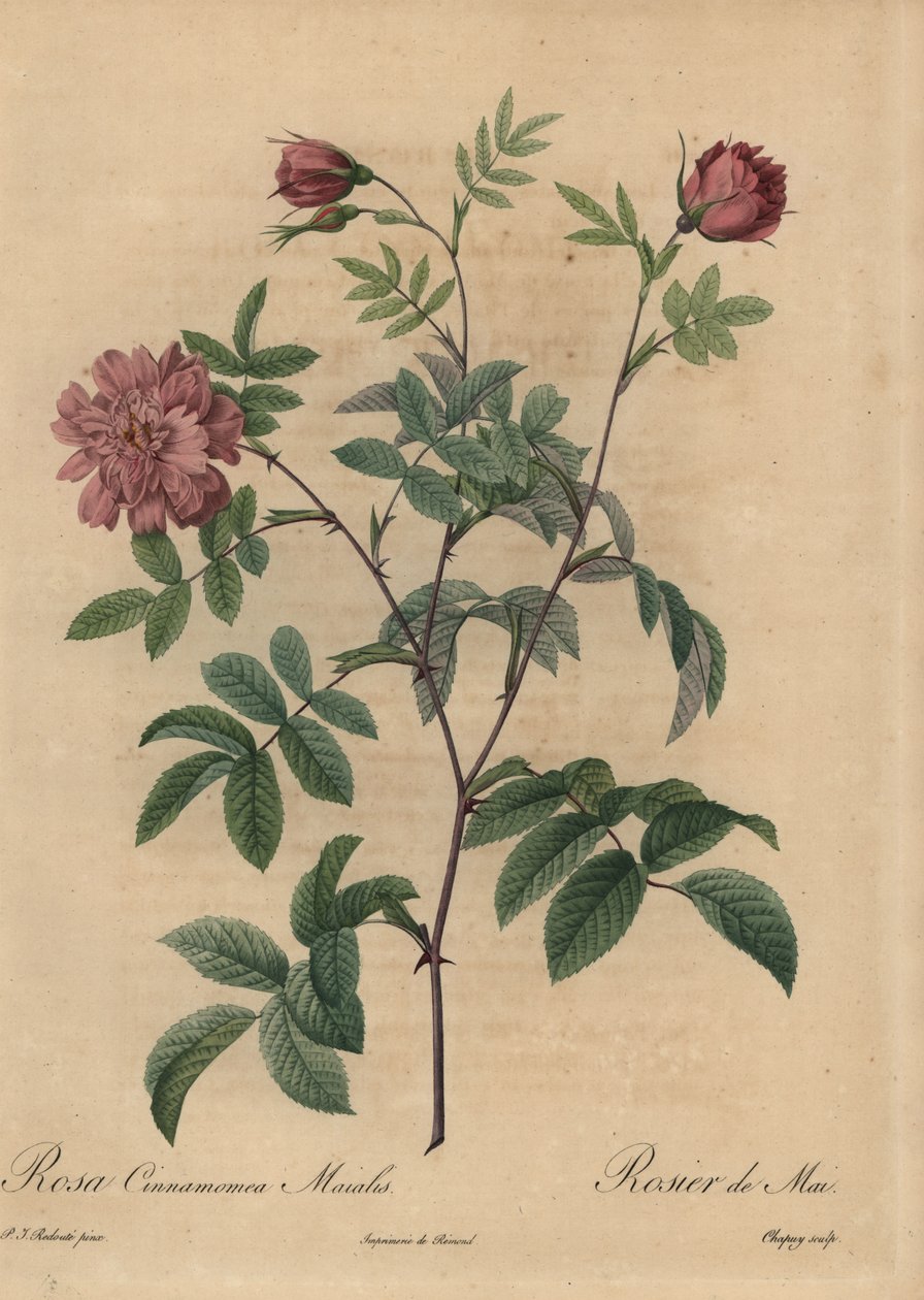 Lyserød kanelrose, Rosa majalis. af Jean Baptiste Chapuy
