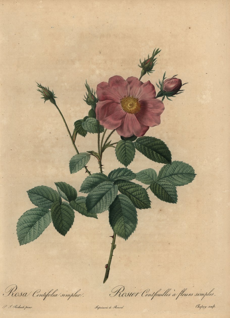 Lyserød rose, Rosa centifolia simplex. af Jean Baptiste Chapuy