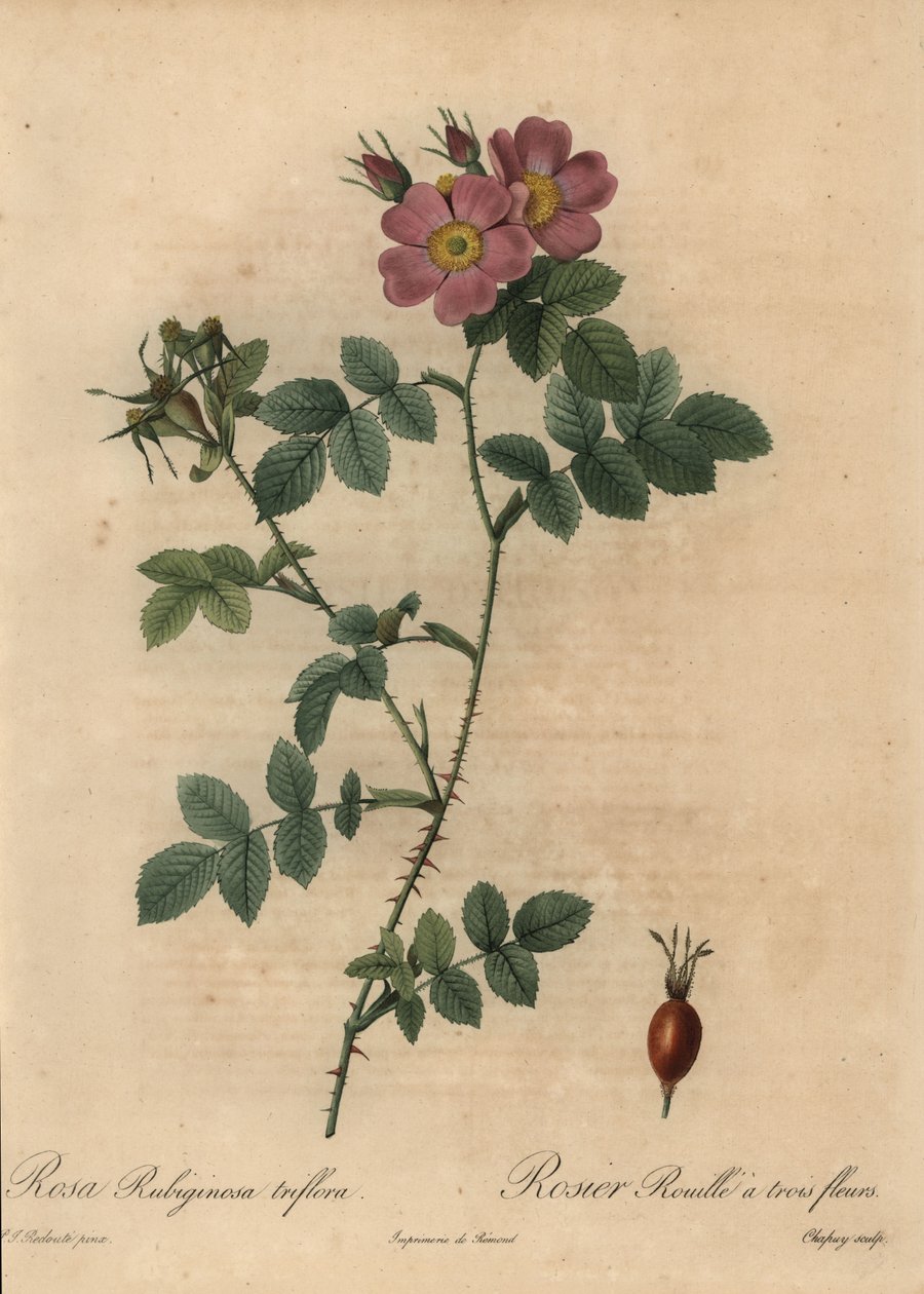 Pink sweetbriar rose, Rosa rustinosa. af Jean Baptiste Chapuy