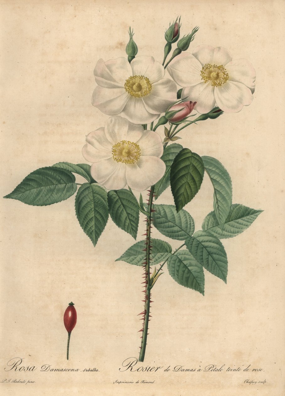 Hvid damaskrose, Rosa x damascena. af Jean Baptiste Chapuy