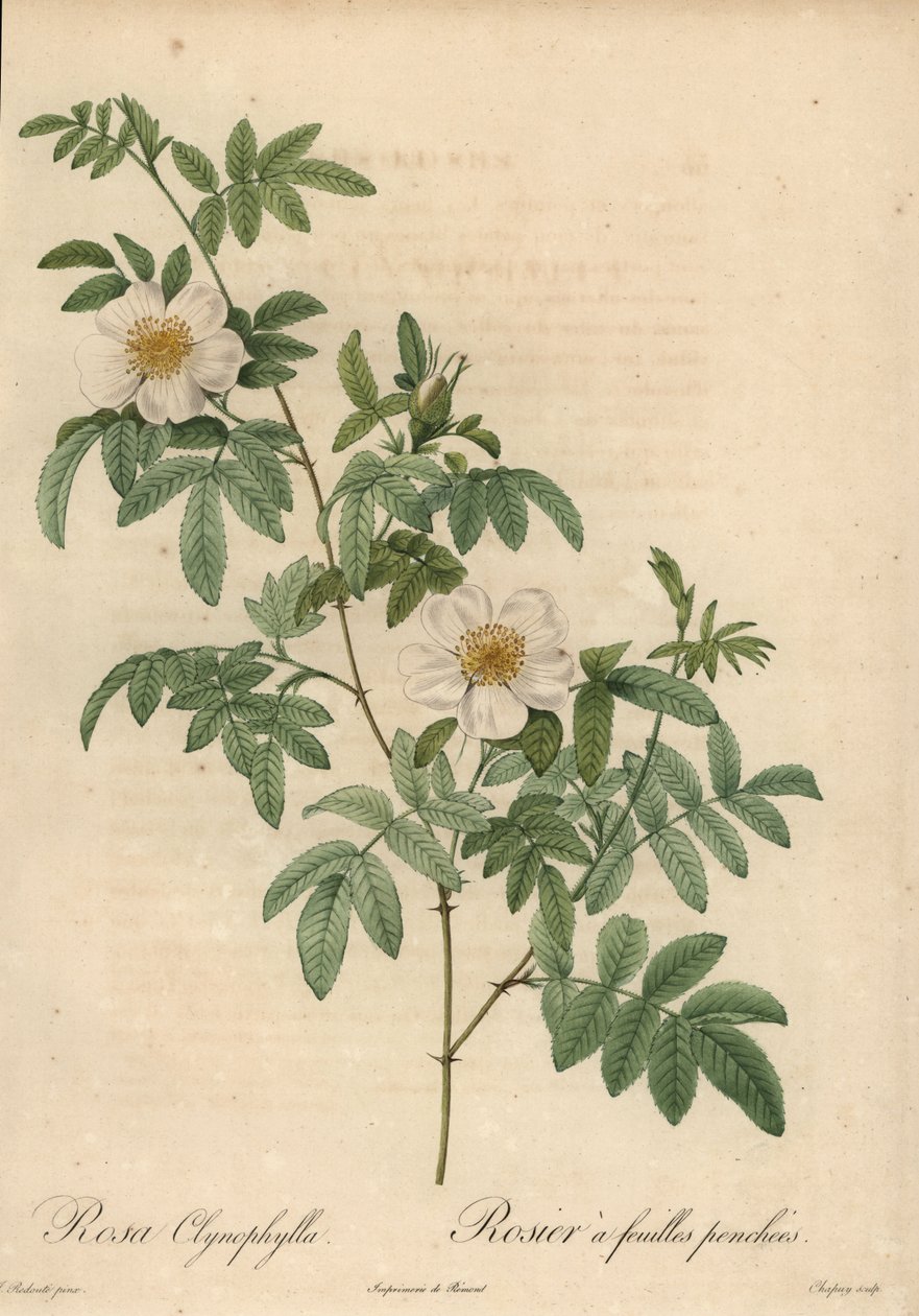 Hvid rose, Rosa clynophylla. af Jean Baptiste Chapuy