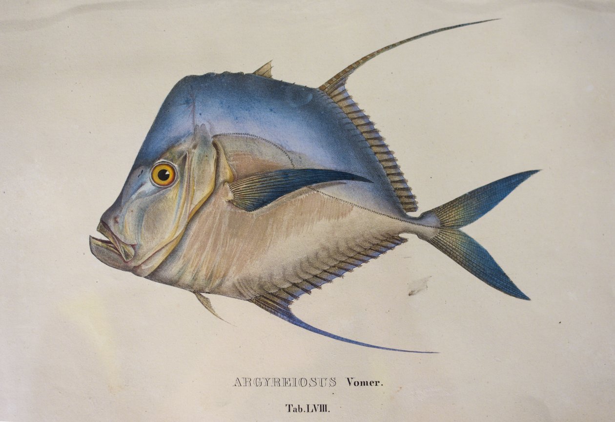 Argyreiosus vomer af Jean Baptiste Debret