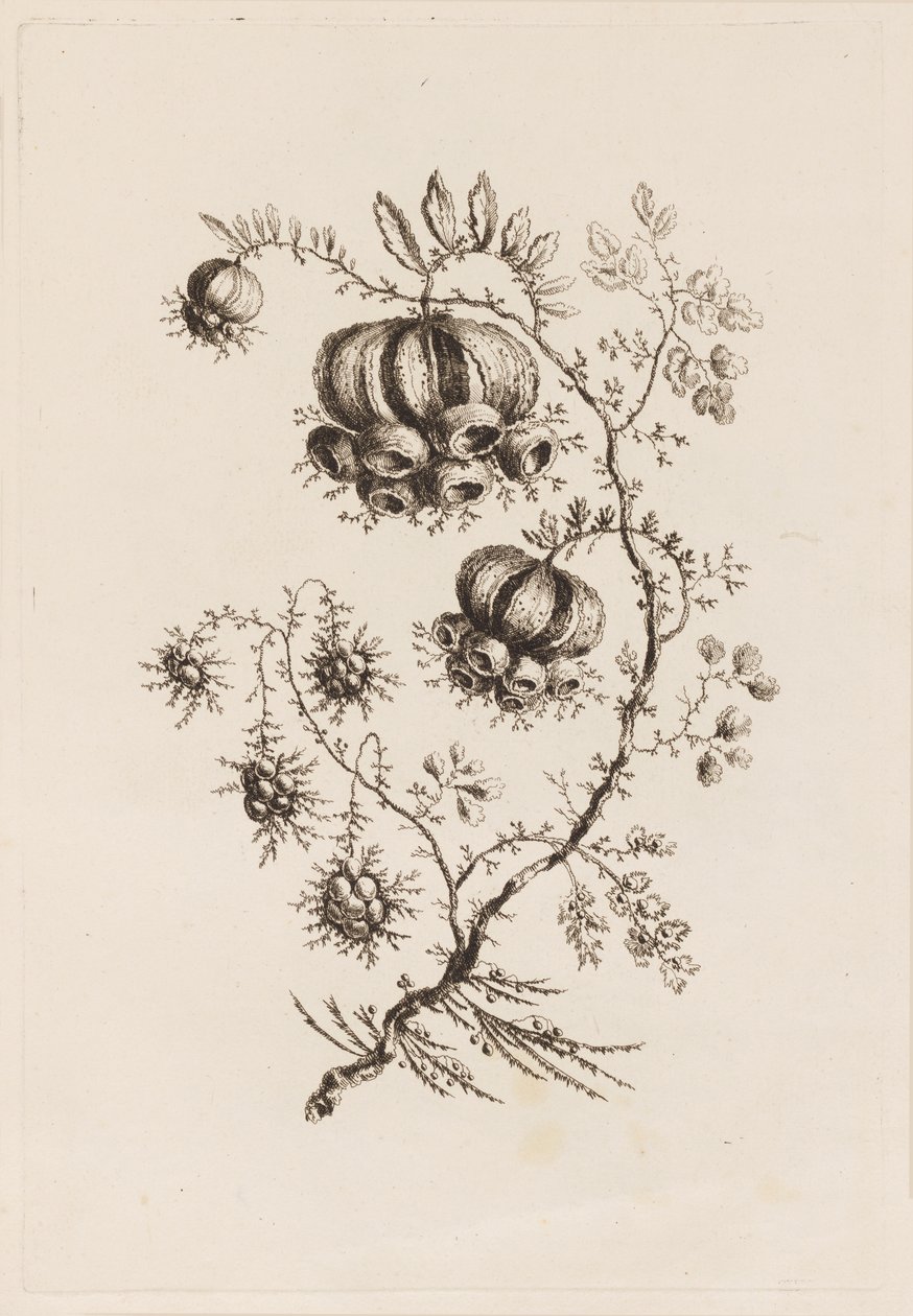 Blomstergren, fra "Fleures Persannes" af Jean Baptiste Pillement