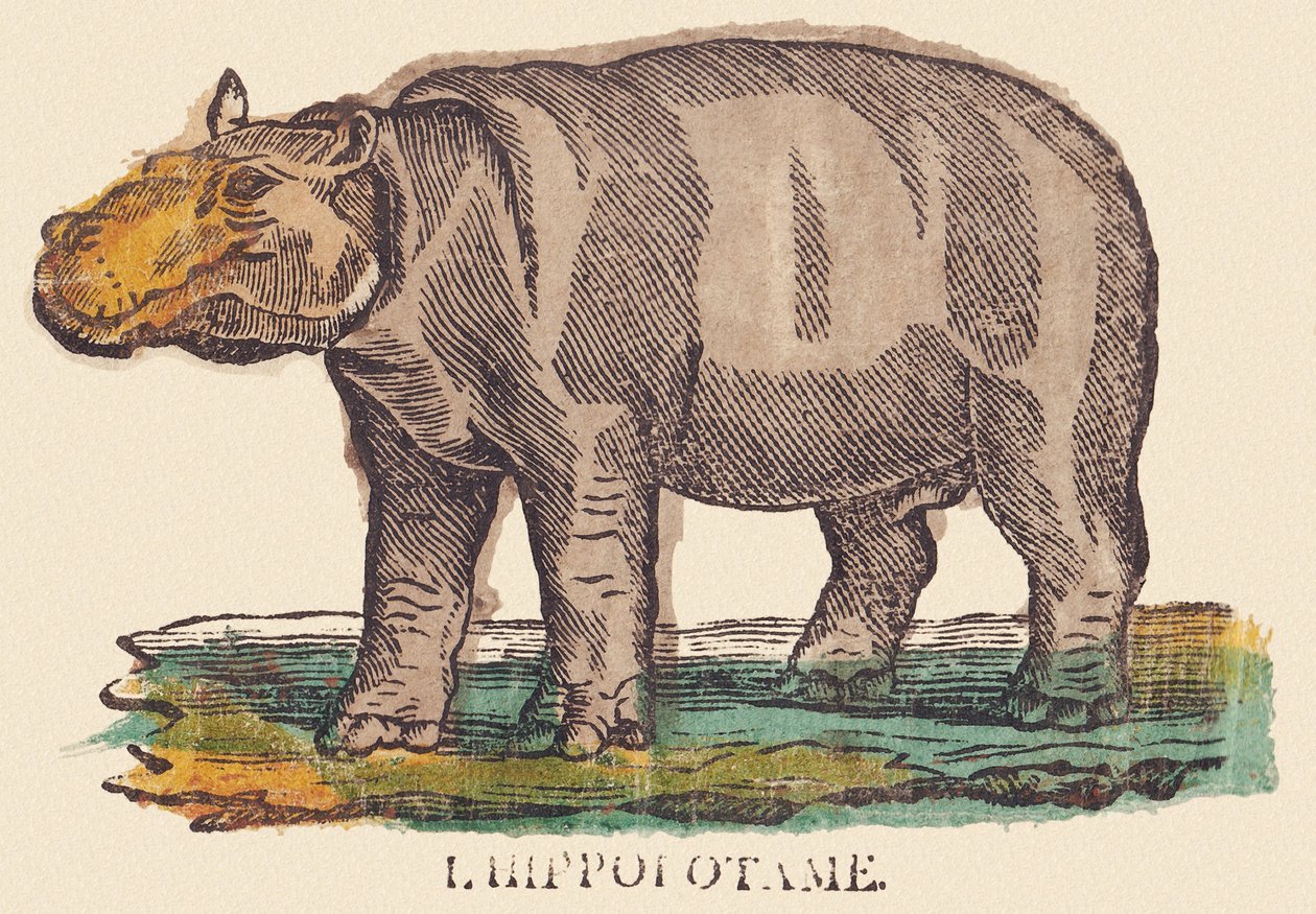 Flodhesten, ca. 1840-1852 (litografi) af Jean Baptiste Thiebault