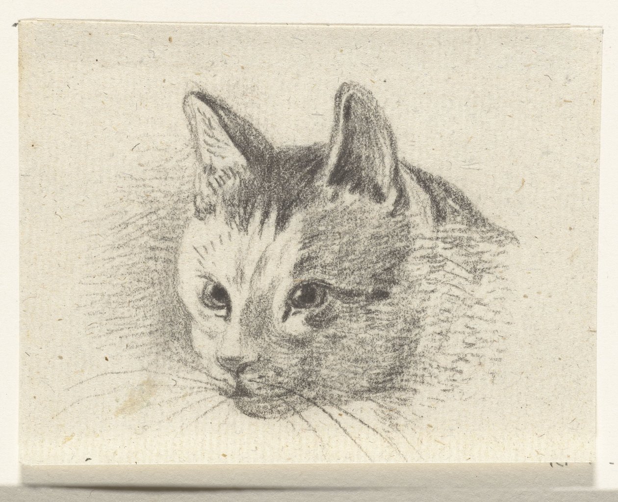 Hovedet af en kat af Jean Bernard
