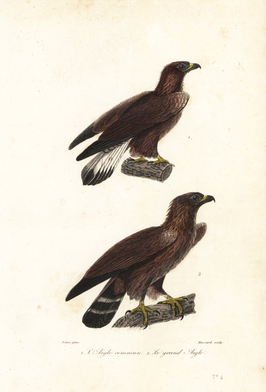 Kongeørn, Aquila chrysaetos. af Jean Gabriel (after) Pretre
