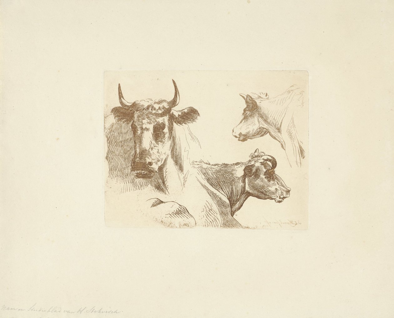 Tre kohoveder af Jean Zacherie Mazel