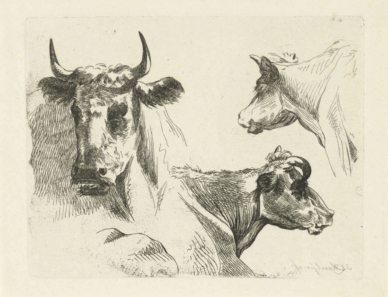 Tre kohoveder af Jean Zacherie Mazel