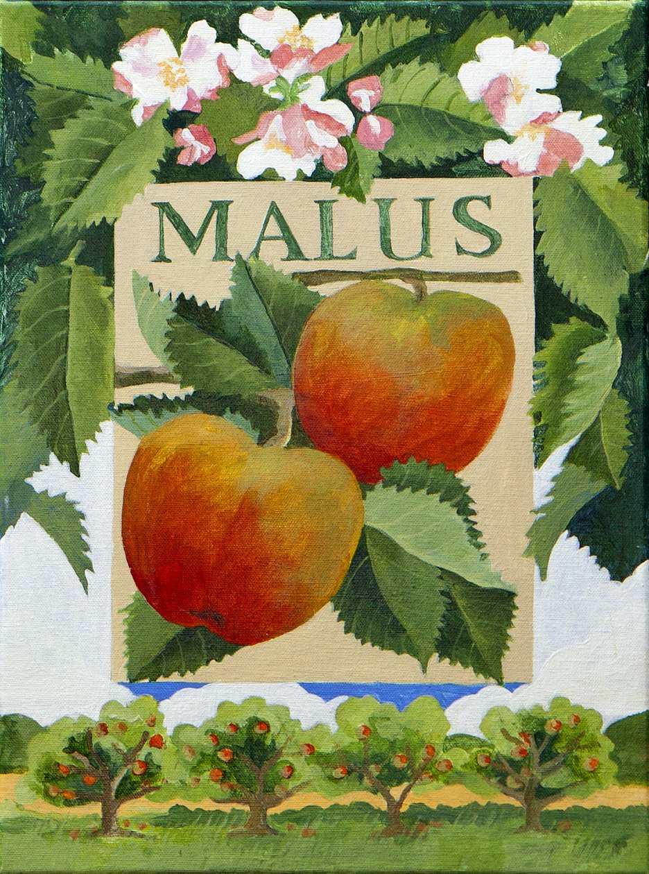 Malus (æble), 2014 (akryl på lærred) af Jennifer Abbott