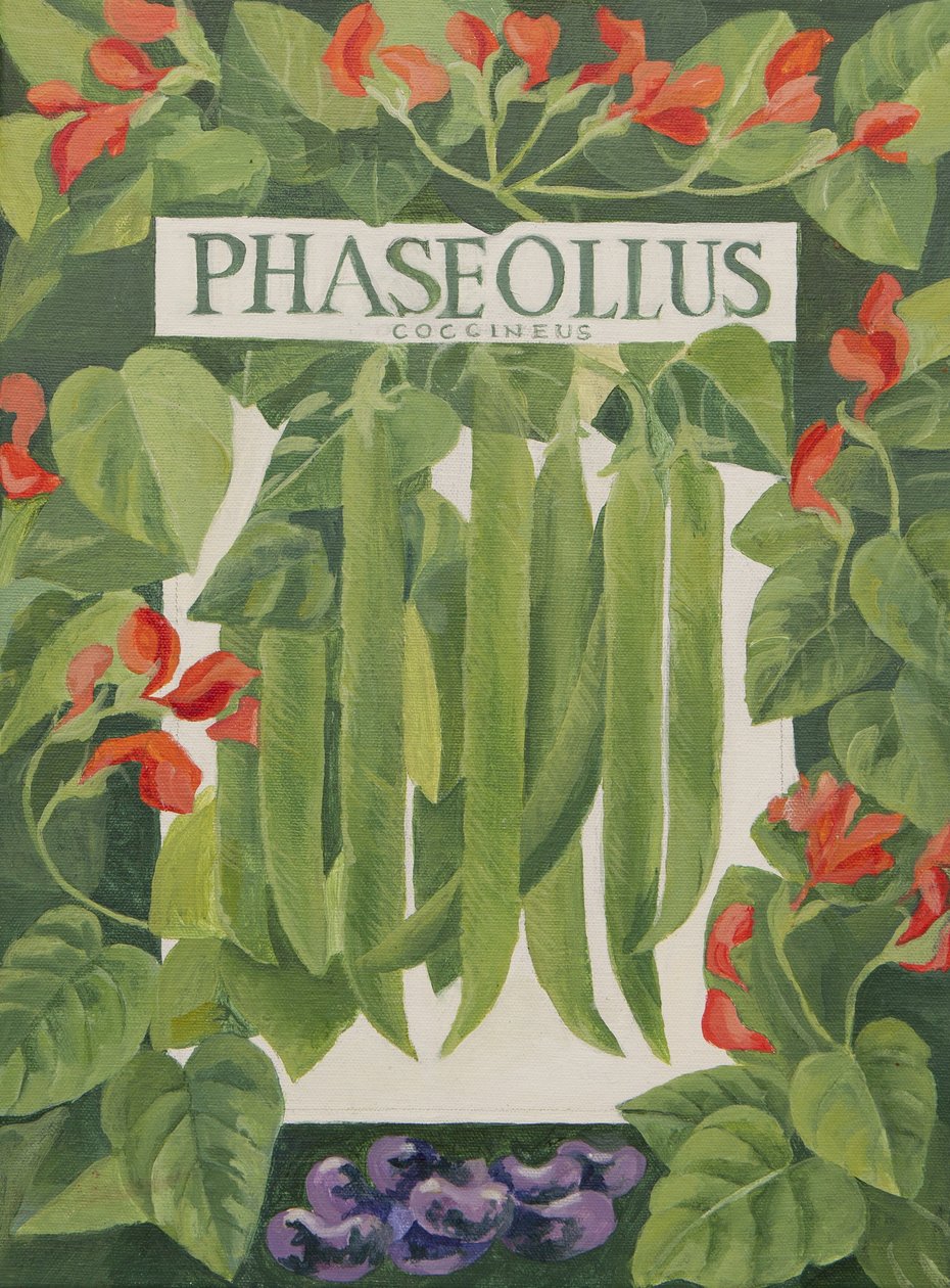 Phaseollus (løbebønner) (akryl) af Jennifer Abbott