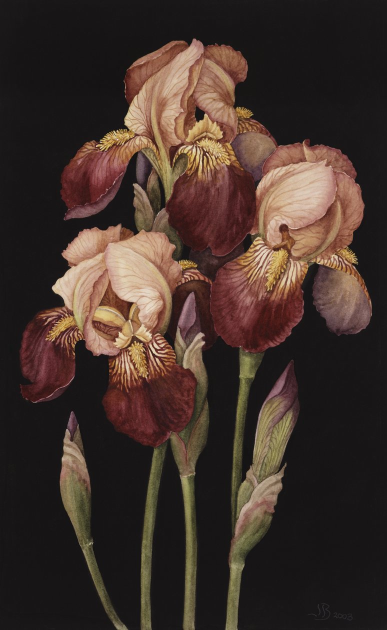 Irises, 2004 (wc på papir) af Jenny Barron